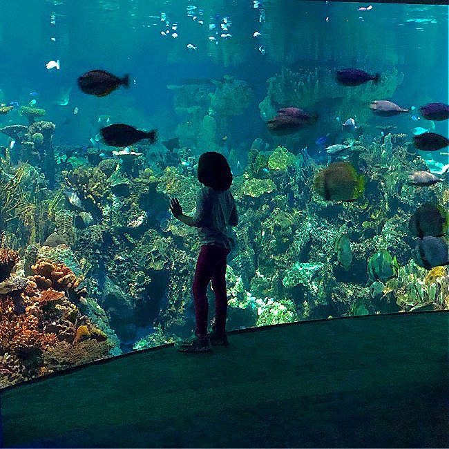 Baltimore Aquarium Tickets Best Prices & Entry